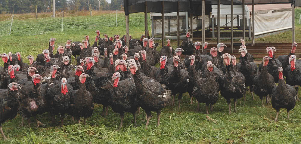 Turkey Farm