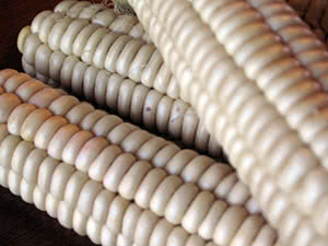 White-Iroquois-Corn White Iroquois Corn