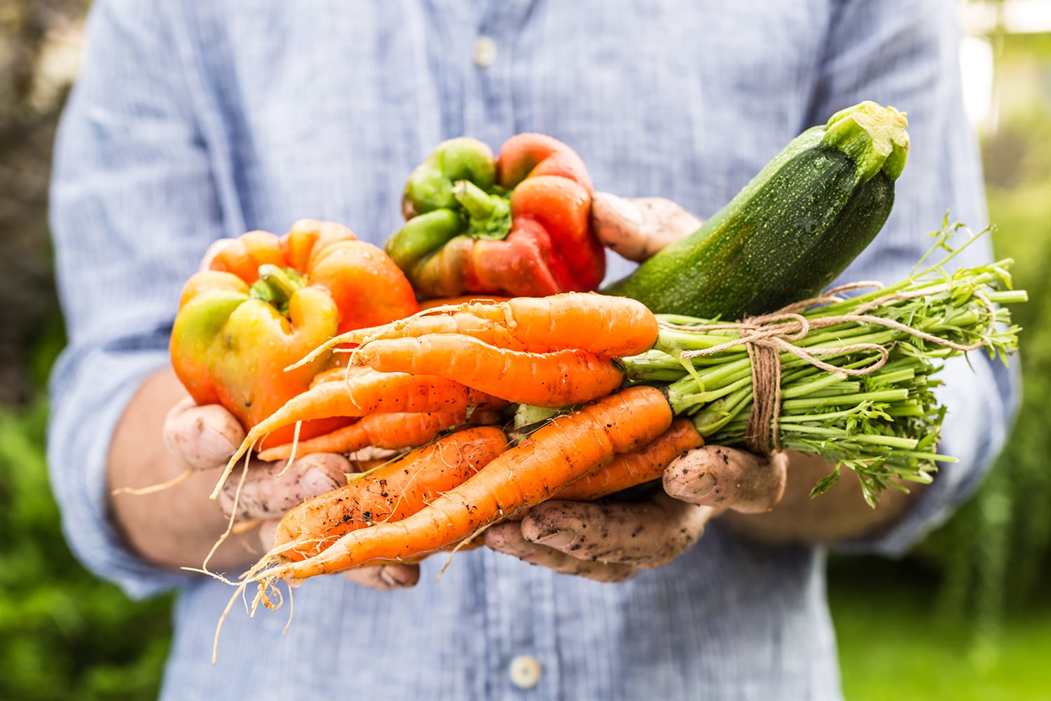 Harvested Veggies