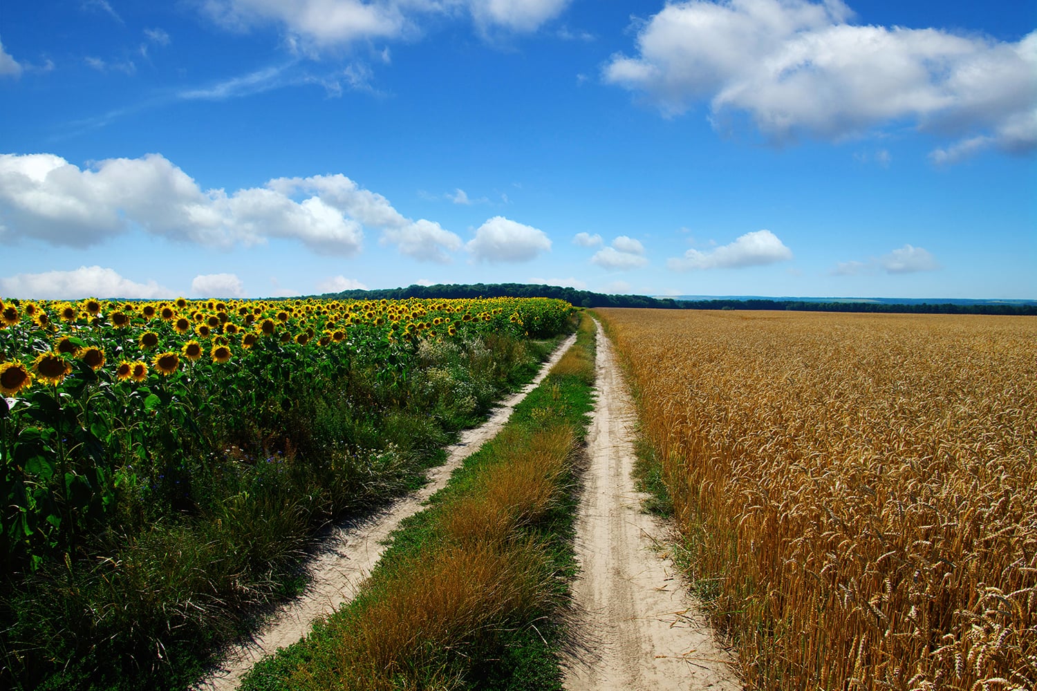 Sunflower Wheat Fields