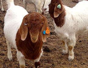 Kilgus Goats